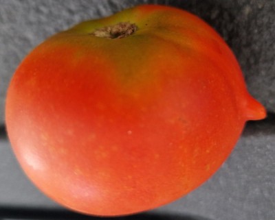 Tomate mit Nase.jpg